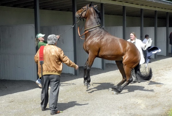 Neue Bult Mai09   022.jpg